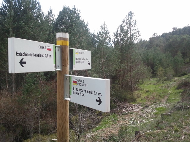  Cross the forest